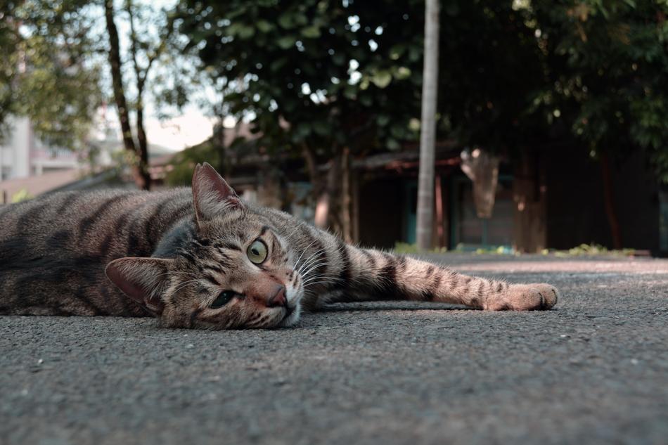 Cat Lay The