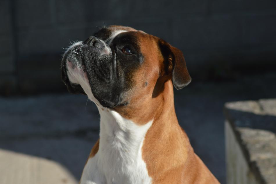 Boxer Dog Pet Royalty