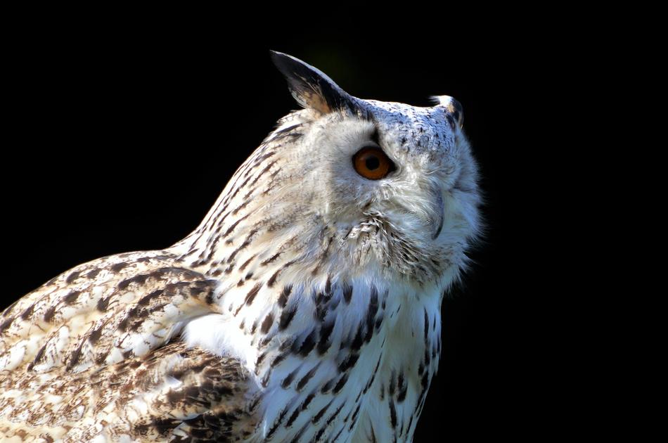 wild feathered owl