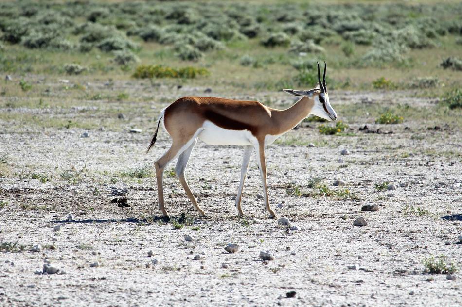 African antelope in the field