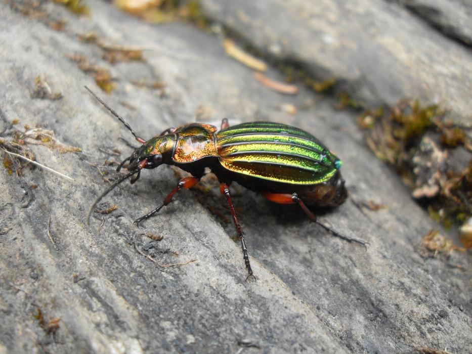 shiny beetle on a log
