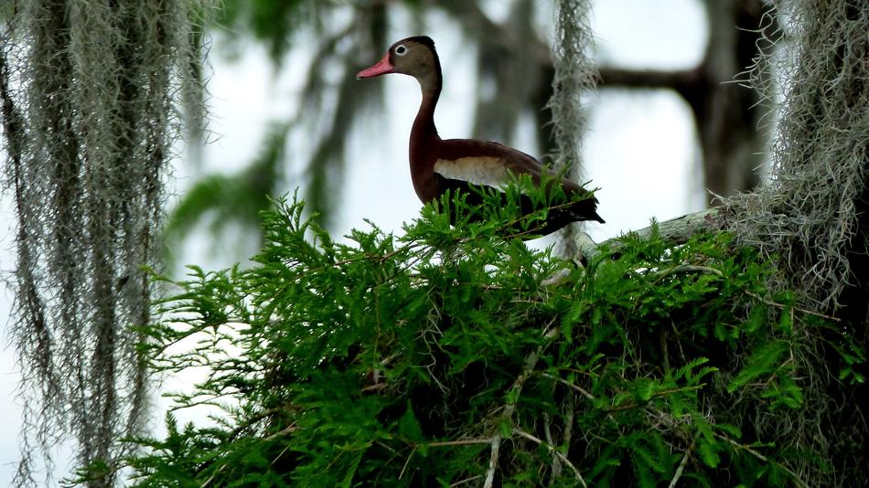 Bird Bayou Louisiana