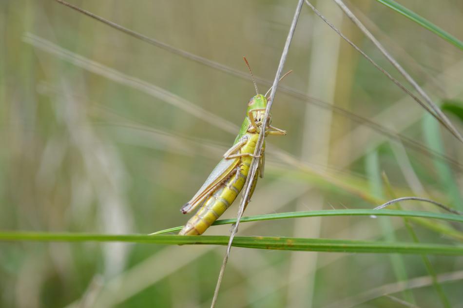 green cricket on the grass