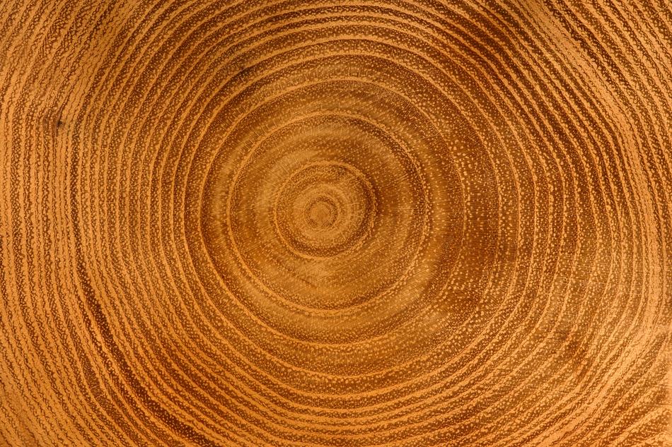 pattern, annual rings