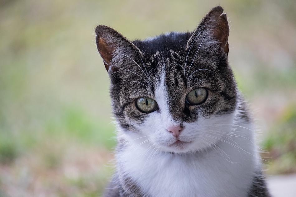 domestic kitty