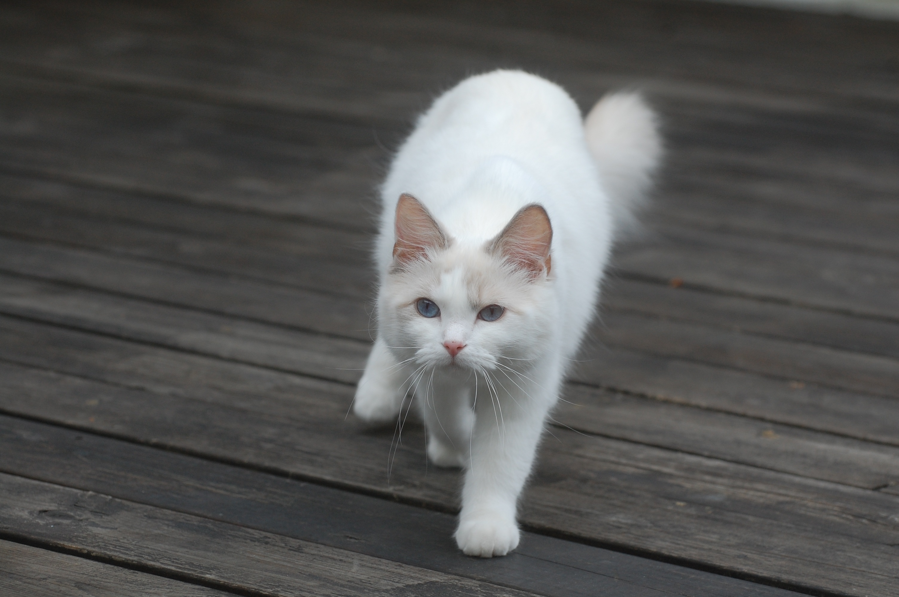 Возьму белую кошку. Белый кот. Белые коты. Обычный белый кот. Белая кошечка игривая.