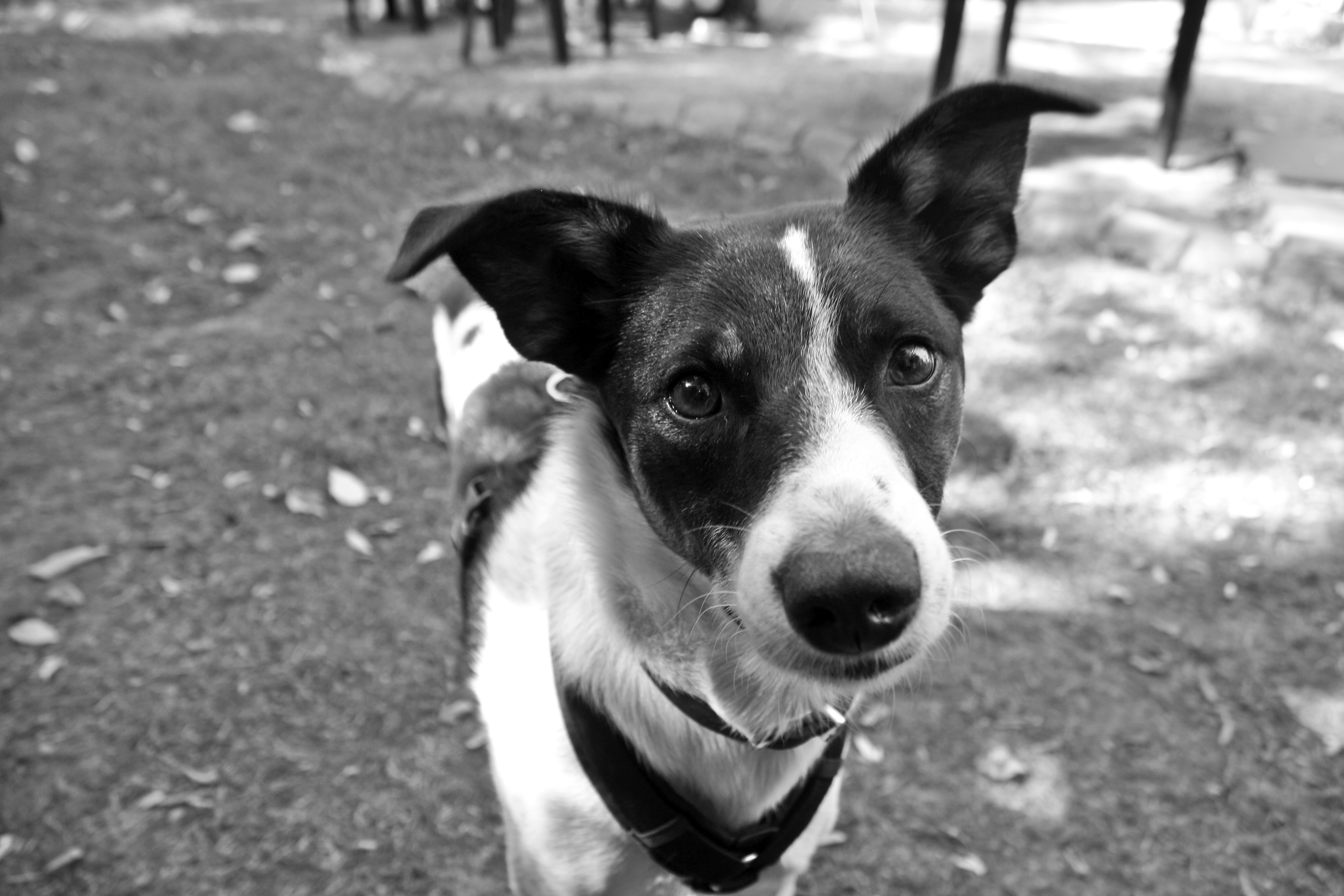 Portrait Dog Black And White Free Image Download portrait-dog-black-and-white-free-image-download