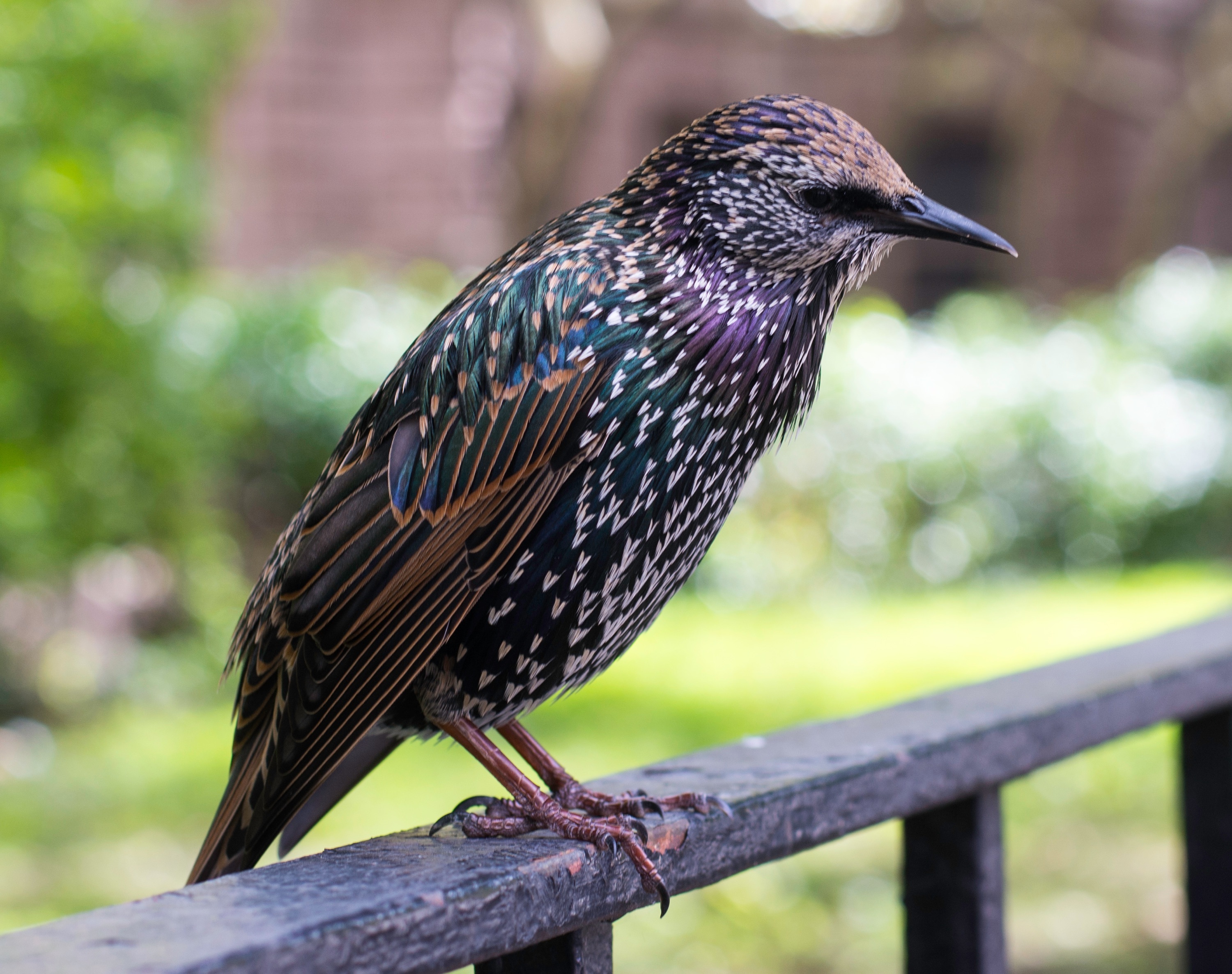 Центр птица. Дрозд обыкновенный скворец. European Starling птица. Птицы в Нью Йорке. Скворец в ультрафиолете.