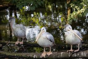 Pelikan Bird Animal