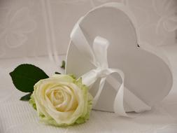 white yellow rose with a white heart