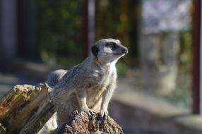 Meerkat Cute Animal