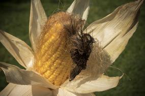 Autumn ripe corn