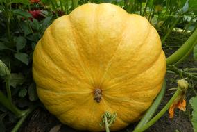 large yellow pumpkin