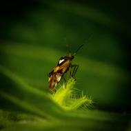 Insect at greenery