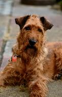 Dog Irish Terrier Pet