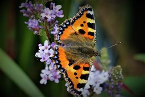 beautiful big butterfly on a flower