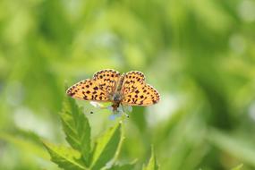 The Metalmark Butterfly