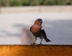 Bird Common Chaffinch