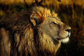 Lion Wild Animal portrait