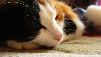 Cat Kitten Furry