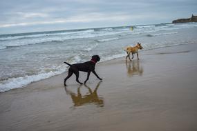 Dogs Sea