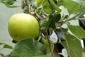 fresh delicious fruit on a tree
