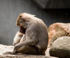 Monkey sitting in the zoo