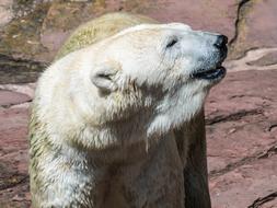 Polar Bear Predator Mammal