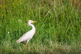 Golden Egret Bird Nature