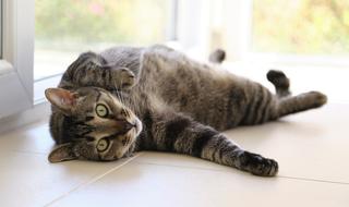 Cat Cozy Cute