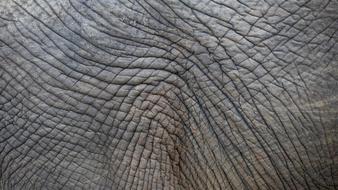 wrinkled skin of an elephant, close-up