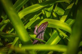Lizard Reptile Animal