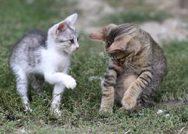 two kittens playing
