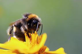 Hummel Insect Blossom