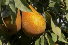 ripe sweet yellow pears