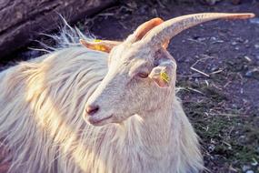 Animal Goat Horns Domestic
