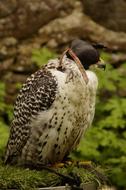 Hawk Raptor Bird Of