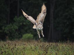 wild Owl landing