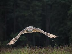Bird Animal Owl
