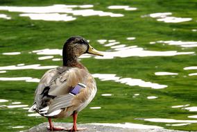 Duck Looking at lake