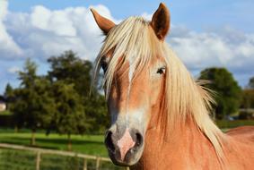 Horse Animal Mammal