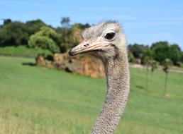 Ostrich Animal Animals