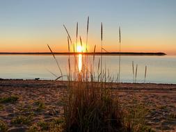 Smålsön Sunset Grass