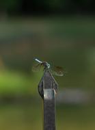 dragonfly on an iron fence