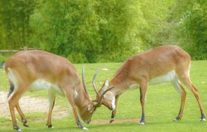 Animals Fighting Fight