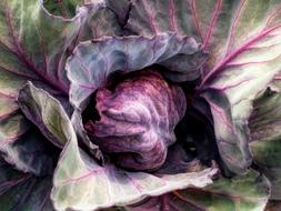 purple ripe cabbage