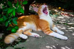 Cat Feline Mouth