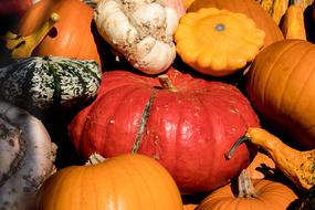 ripe colored pumpkins