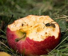 bees on a bitten apple