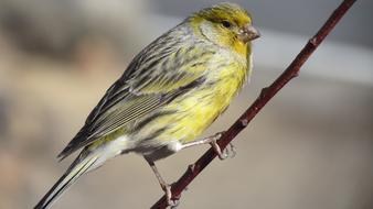 Canary Atlantic Tenerife